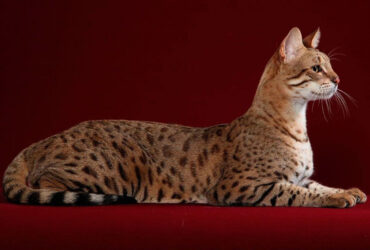 Kucing Termahal di Dunia