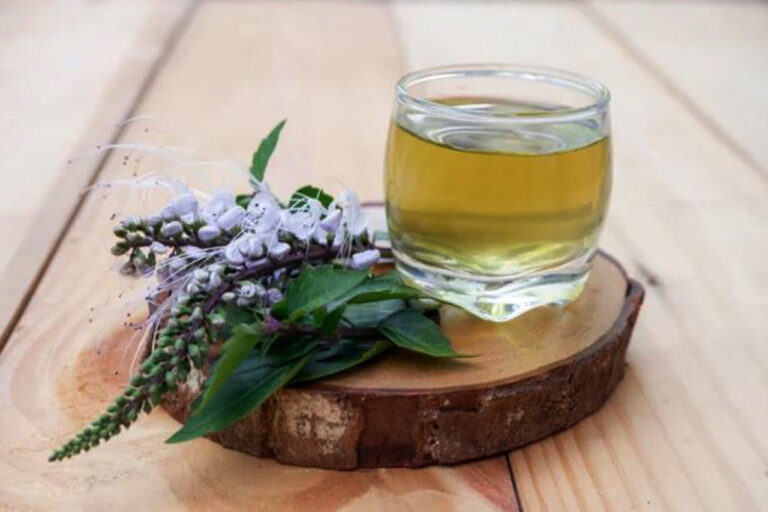 Cara mengolah tanaman kumis kucing untuk pengobatan dan kesehatan