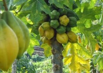 Mengenal buah Carica, Buah Endemik Dataran Tinggi Dieng dengan Segudang Manfaat