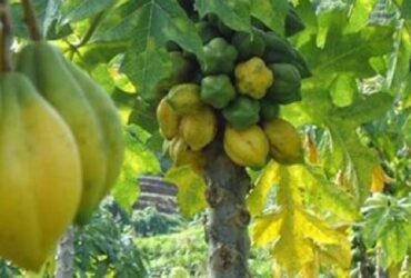 Mengenal buah Carica, Buah Endemik Dataran Tinggi Dieng dengan Segudang Manfaat
