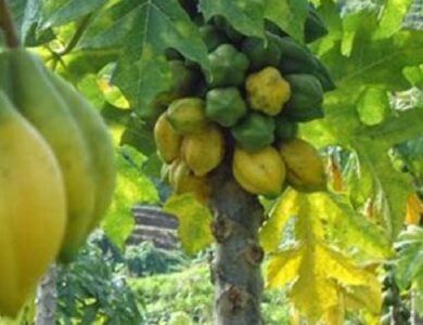 Mengenal buah Carica, Buah Endemik Dataran Tinggi Dieng dengan Segudang Manfaat