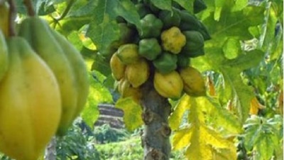 Mengenal buah Carica, Buah Endemik Dataran Tinggi Dieng dengan Segudang Manfaat