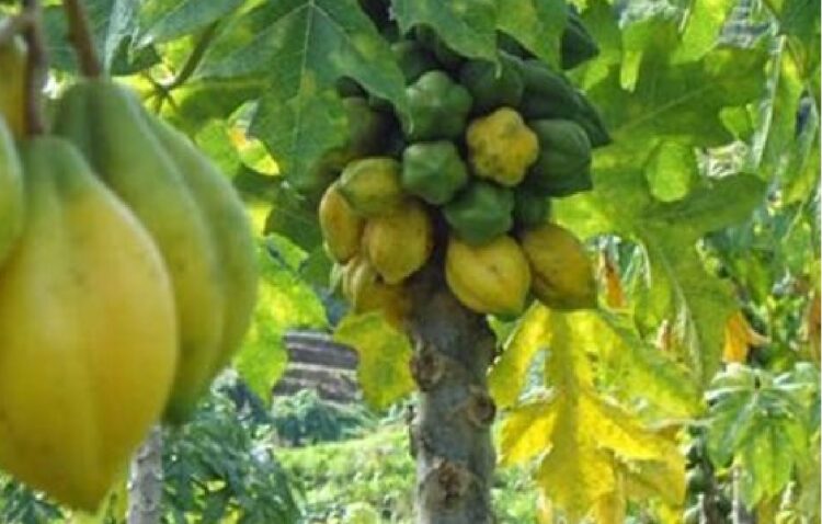 Mengenal buah Carica, Buah Endemik Dataran Tinggi Dieng dengan Segudang Manfaat