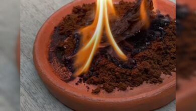 Cara Efektif Mengusir Serangga Menggunakan Kopi