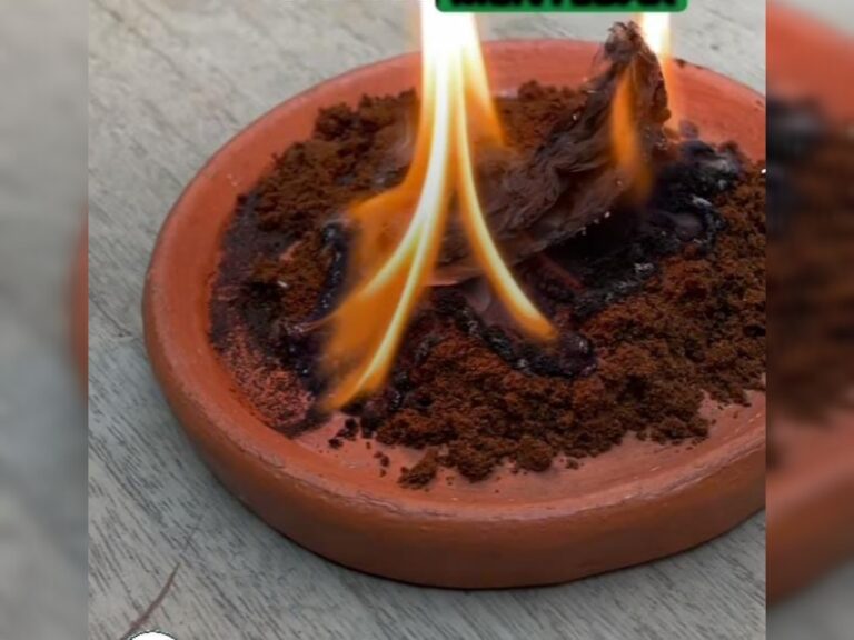 Cara Efektif Mengusir Serangga Menggunakan Kopi