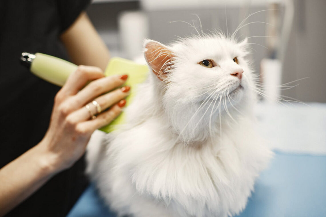 Cat Rontok Cat Lovers Simak! Ini 6 Tips Merawat Bulu Kucing Agar Tidak Gampang Rontok