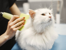 Cat Lovers Simak! Ini 6 Tips Merawat Bulu Kucing Agar Tidak Gampang Rontok