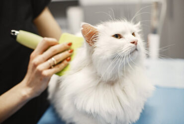 Tips merawat bulu kucing