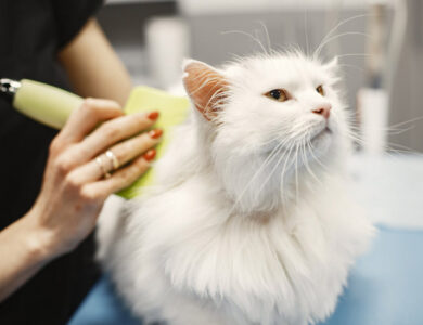 Tips merawat bulu kucing