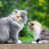 dikira-sama-ini-perbedaan-kucing-anggora-dan-persia-serupa-tapi-tak-sama