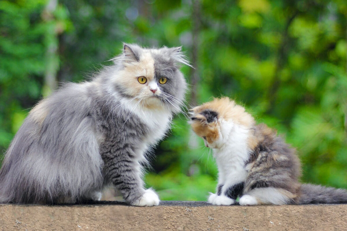 Dikira SAMA Ini Perbedaan Kucing Anggora Dan Persia Serupa Tapi Tak Sama Kabar Cepu