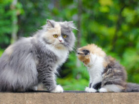 Perbedaan Kucing Anggora dan Persia