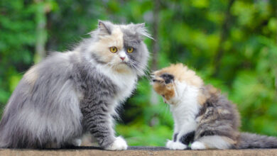 Perbedaan Kucing Anggora dan Persia