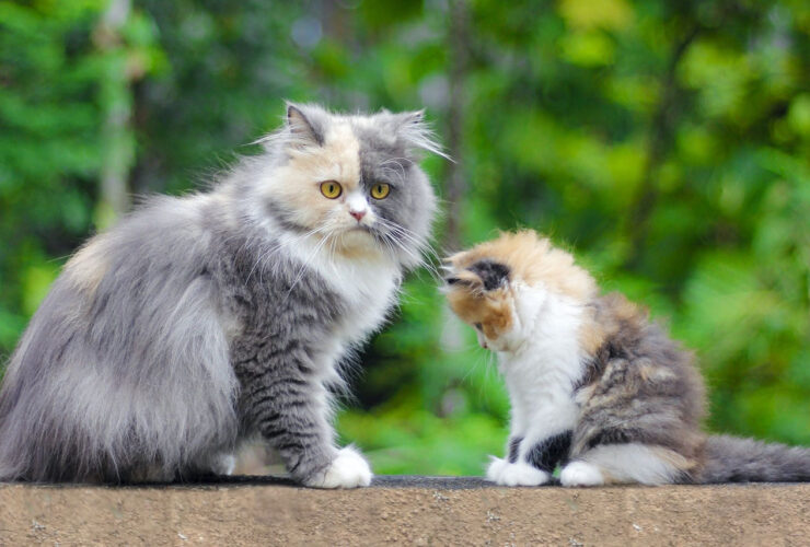 Perbedaan Kucing Anggora dan Persia