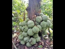 Uniknya Buah Durian ini, Buahnya Tidak Muncul di Batang, Tapi di Sini