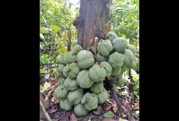 Uniknya Buah Durian ini, Buahnya Tidak Muncul di Batang, Tapi di Sini