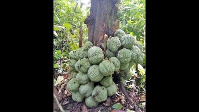 Uniknya Buah Durian ini, Buahnya Tidak Muncul di Batang, Tapi di Sini