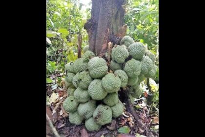 Uniknya Buah Durian ini, Buahnya Tidak Muncul di Batang, Tapi di Sini