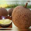 Unik! Durian Gundul: Satu-satunya Durian Tanpa Duri di Dunia