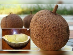 Unik! Durian Gundul: Satu-satunya Durian Tanpa Duri di Dunia