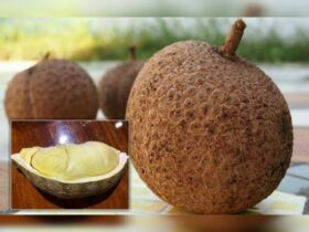 Unik! Durian Gundul: Satu-satunya Durian Tanpa Duri di Dunia