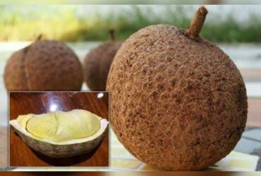 Unik! Durian Gundul: Satu-satunya Durian Tanpa Duri di Dunia
