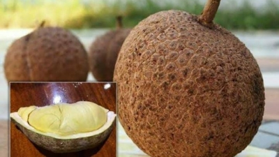 Unik! Durian Gundul: Satu-satunya Durian Tanpa Duri di Dunia