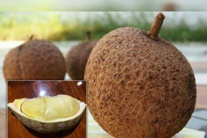 Unik! Durian Gundul: Satu-satunya Durian Tanpa Duri di Dunia