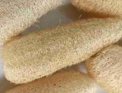 Loofah, Spons Ramah Lingkungan dari Sabut Gambas