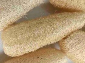 Loofah Spons Ramah Lingkungan dari Sabut Gambas