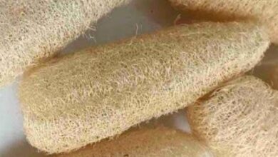 Loofah Spons Ramah Lingkungan dari Sabut Gambas