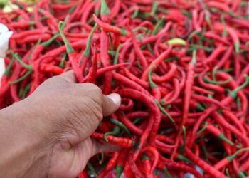 Di Jawa Tengah Harga Cabai Turun Segini ...