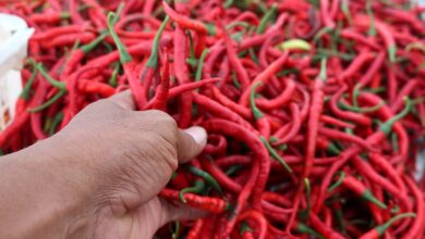 Di Jawa Tengah Harga Cabai Turun Segini ...