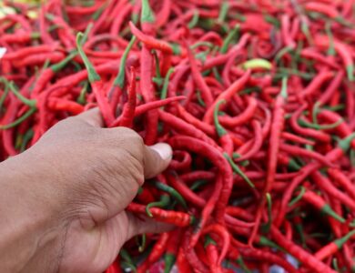 Di Jawa Tengah Harga Cabai Turun Segini ...