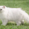 ini-perbedaan-kucing-anggora-dan-persia