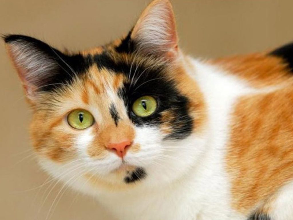 Kucing Kembang Telon! Ini Beberapa Fakta dan Mitos Menarik Tentang Kucing Dengan Nama Asli Kucing Calico