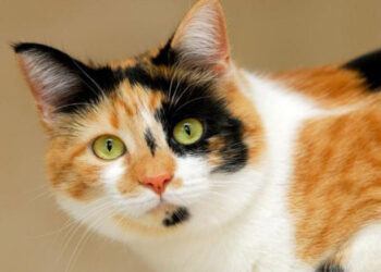 Kucing Kembang Telon atau Kucing Calico