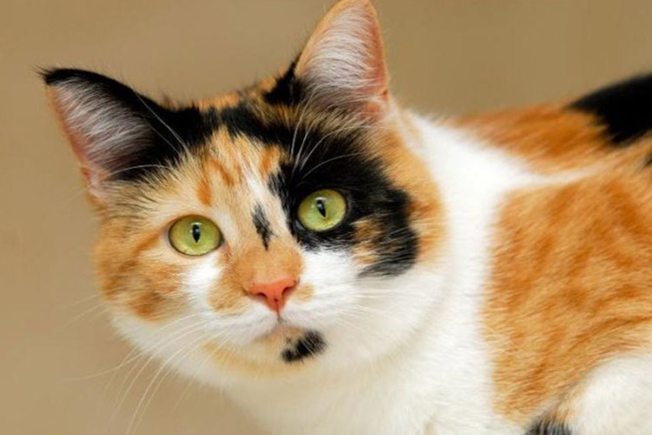 Kucing Kembang Telon atau Kucing Calico