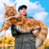 kucing-maine-coon-ras-kucing-termahal-di-dunia
