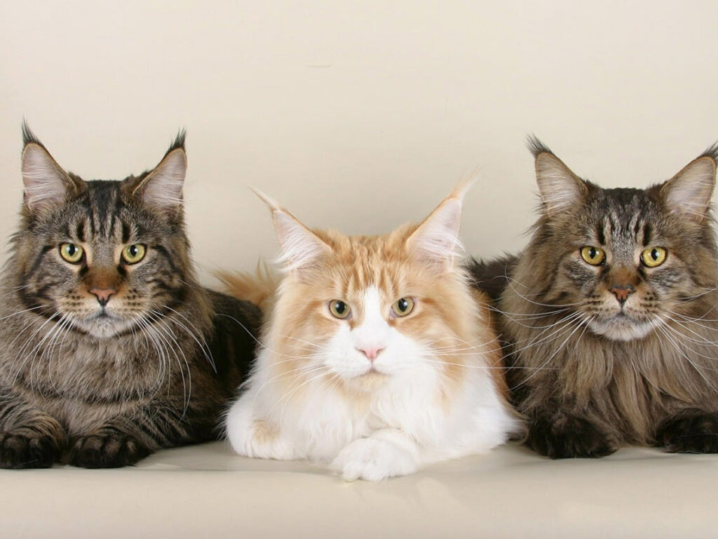 Kucing Maine Coon: Ras Kucing yang Menakjubkan Seharga 10 Kali Gaji UMR Per Bulan