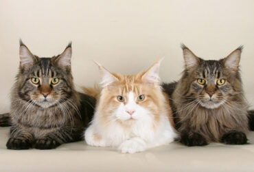Kucing Maine Coon, ras kucing termahal di dunia