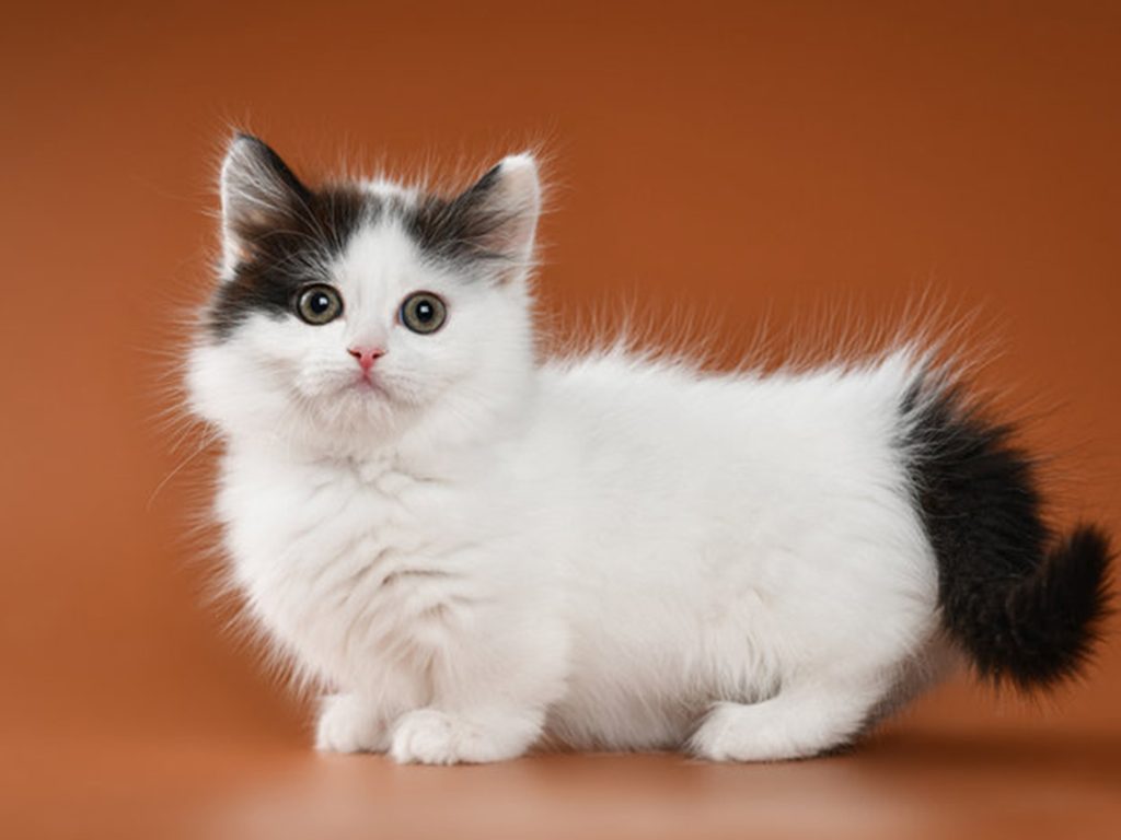 Kucing Munchkin: Fakta dan Informasi Menarik Tentang Ras Kucing Unik Berkaki Pendek