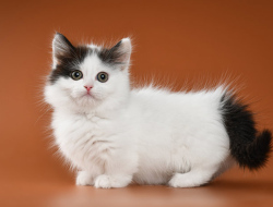 Kucing Munchkin: Fakta dan Informasi Menarik Tentang Ras Kucing Unik Berkaki Pendek