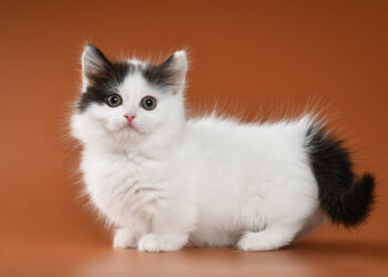 Kucing Munchkin, Ras Kucing kaki pendek