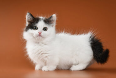 Kucing Munchkin, Ras Kucing kaki pendek