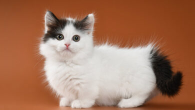 Kucing Munchkin, Ras Kucing kaki pendek