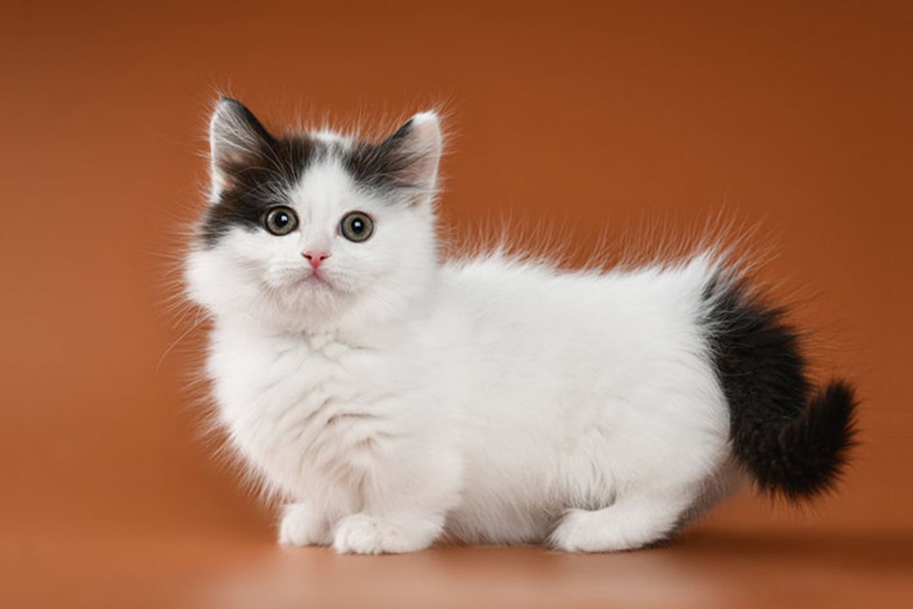 Fakta Unik Kucing Munchkin yang Menggemaskan, Disebut Kucing Cebol karena  Berkaki Pendek - Indozone Fadami