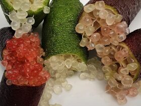 Mencicipi Kemewahan Finger Lime, Lemon Kaviar Termahal di Dunia