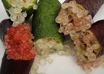 Mencicipi Kemewahan Finger Lime, Lemon Kaviar Termahal di Dunia
