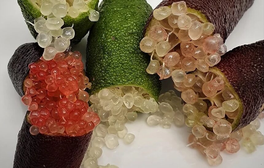 Mencicipi Kemewahan Finger Lime, Lemon Kaviar Termahal di Dunia